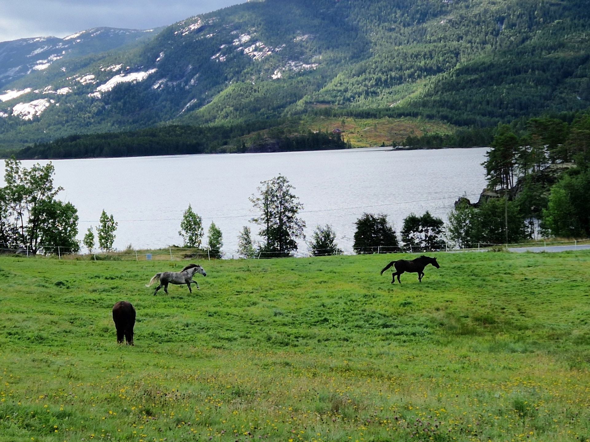 Horses grazing in a lakeside field