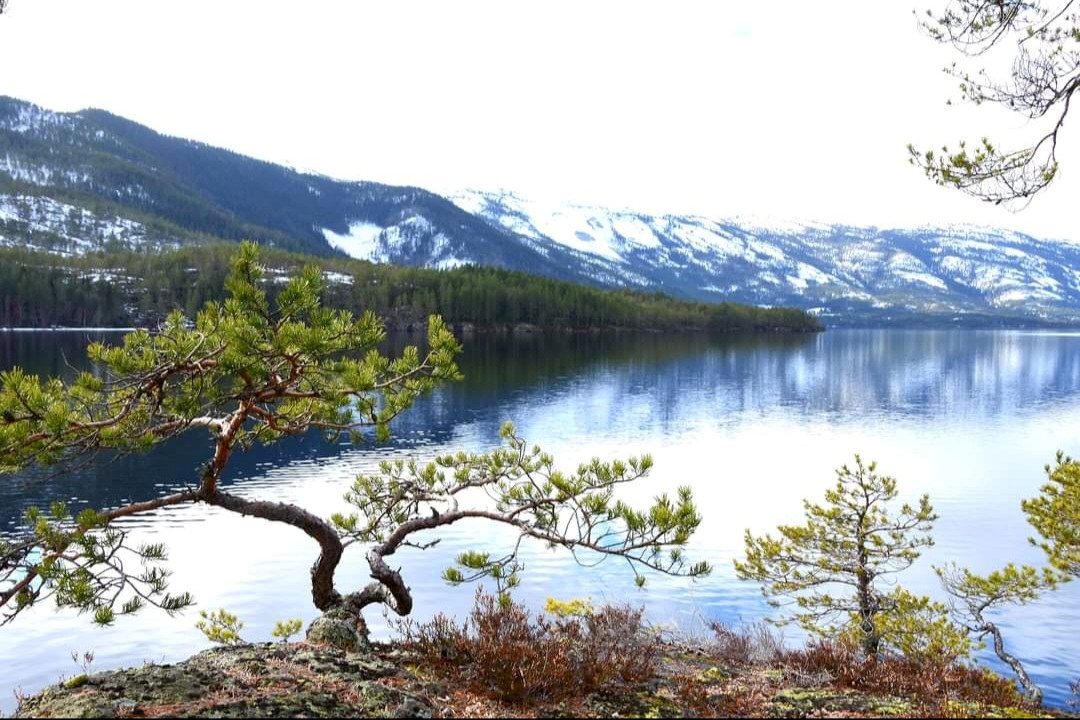 Lake and pine tree with the last snow on the mountains